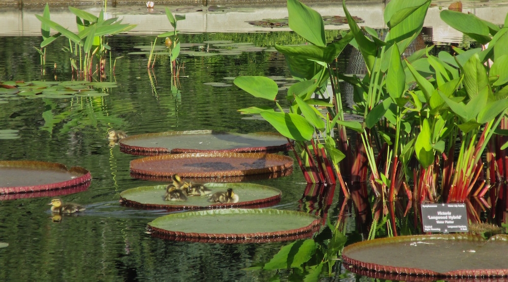 water garden with ducks on lily