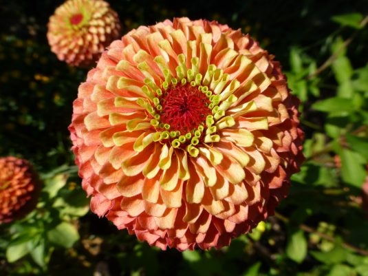 zinnia queeny lime