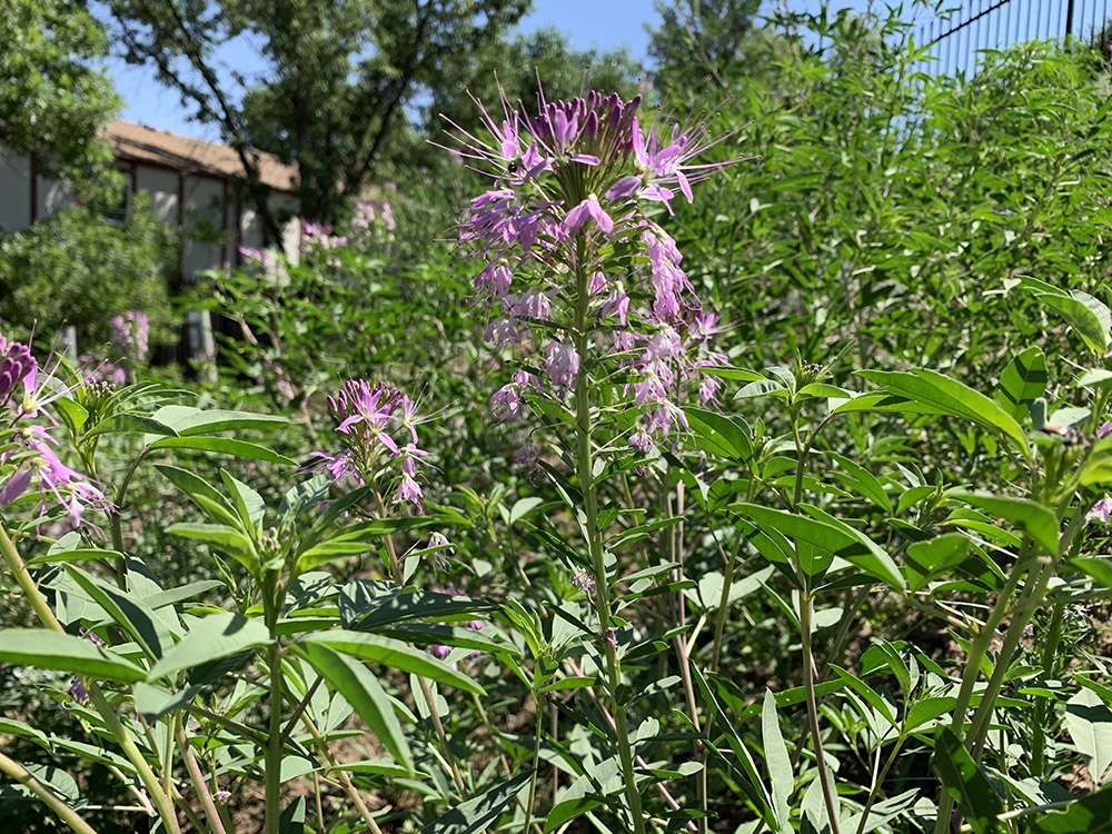 Cleome serrulata