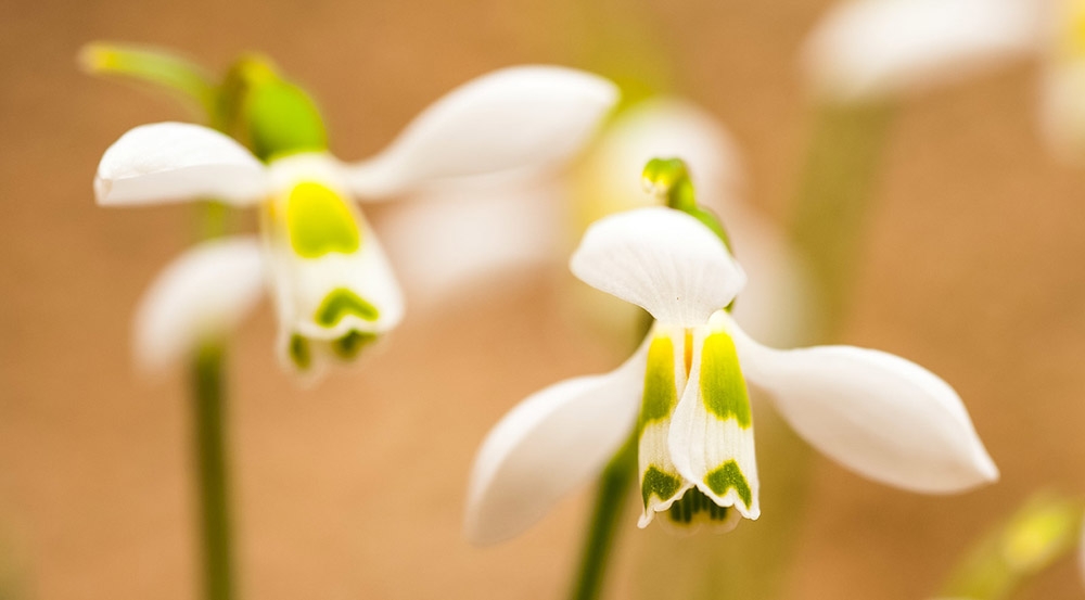Galanthus