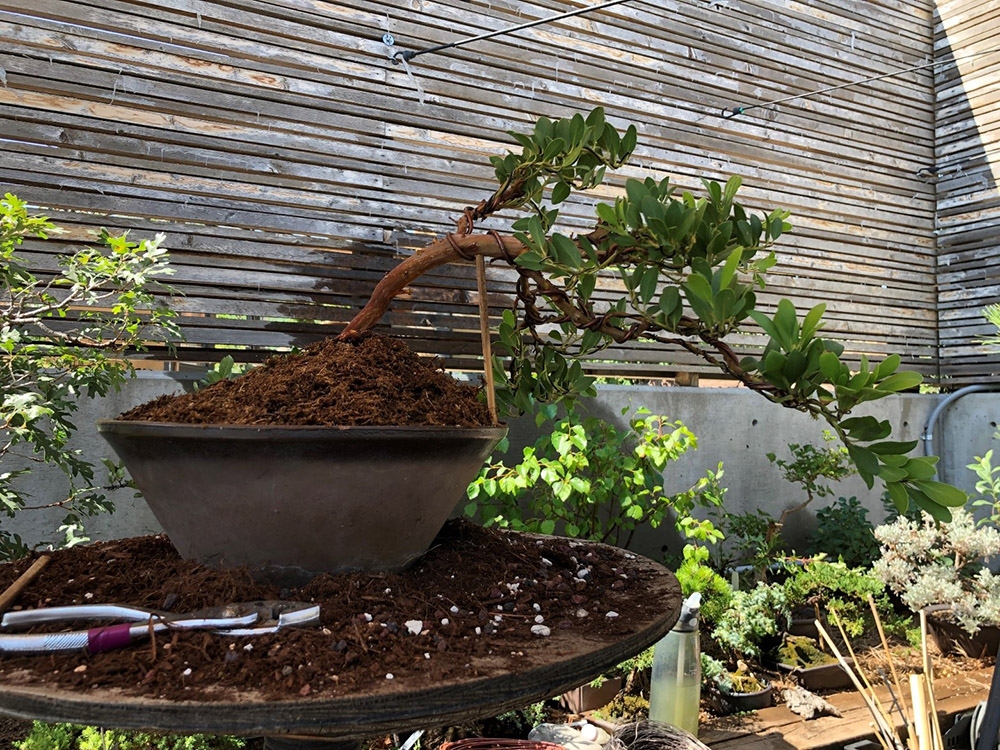 Arctostaphylos coloradoensis Panchito