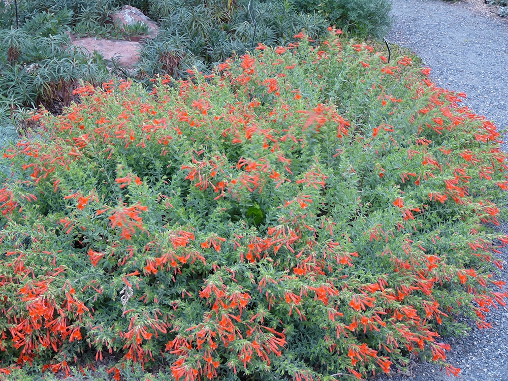 Epilobium canum ssp garrettii PWWG01S ORANGE CARPET