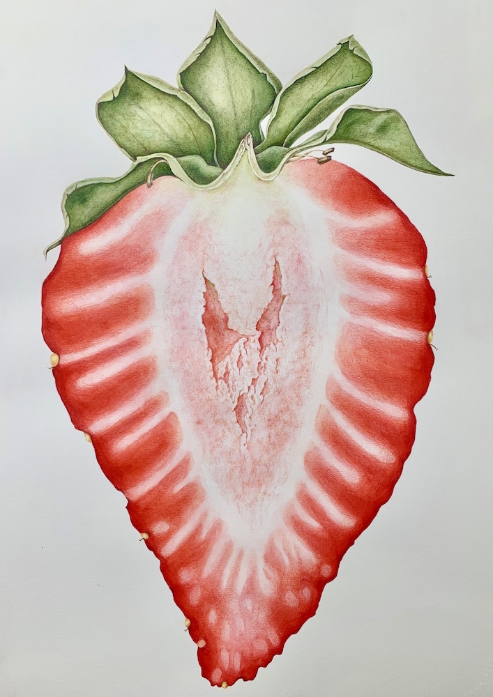 Laura Farnsworth, Fragaria cv., mixed media, 2020. Artwork © Laura Farnsworth.