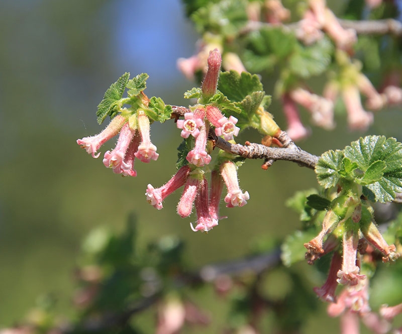 Ribes cereum