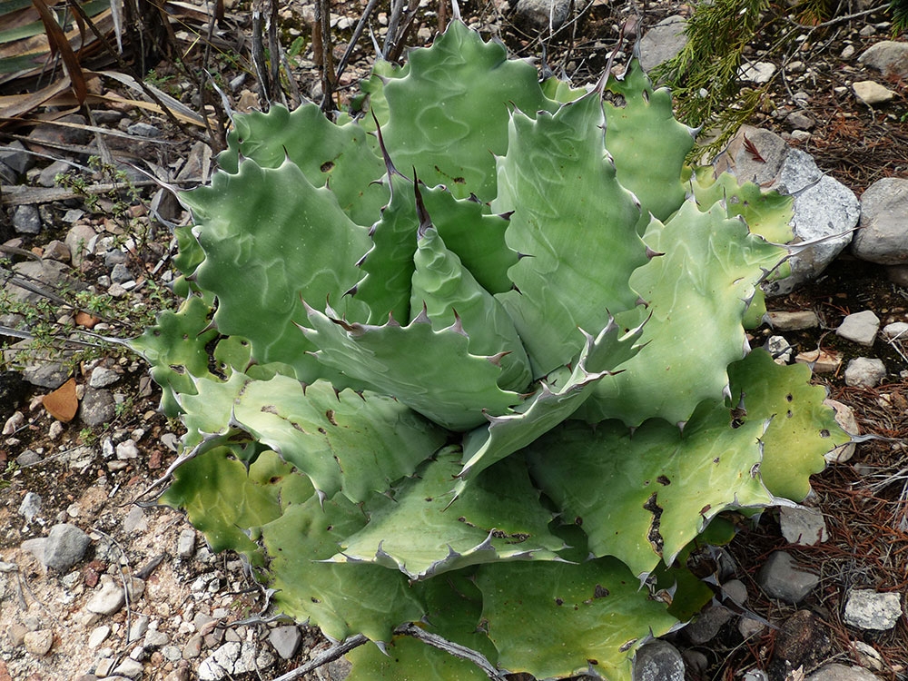 Agave potatorum