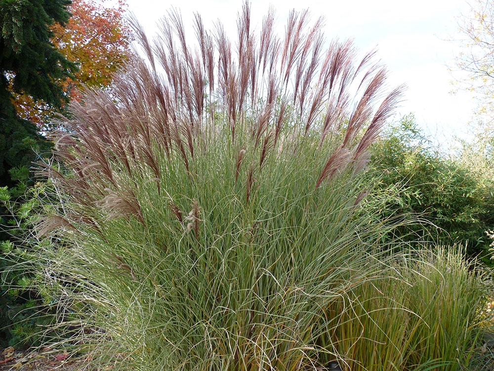 Maiden Grass Morning Light