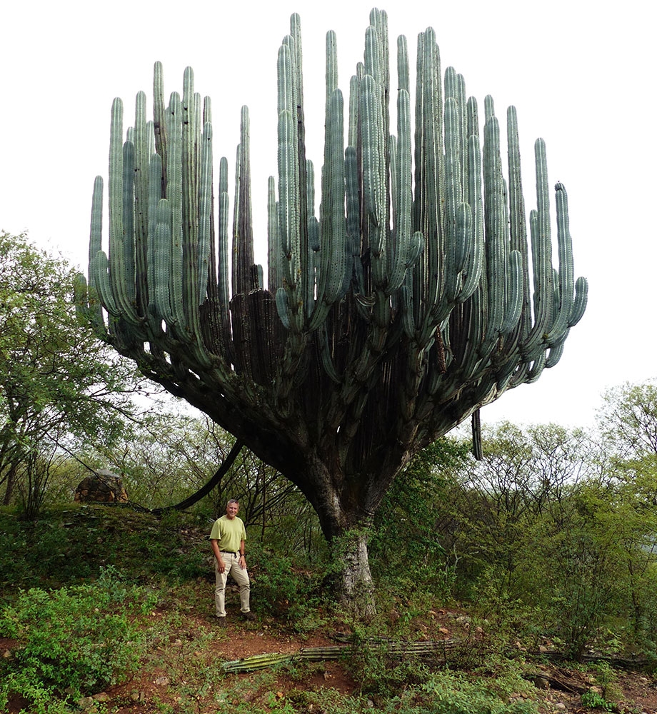 Pachycereus pringlei