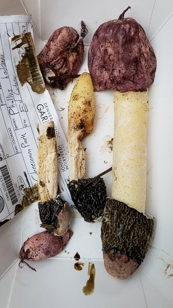 Purple-egg stinkhorn