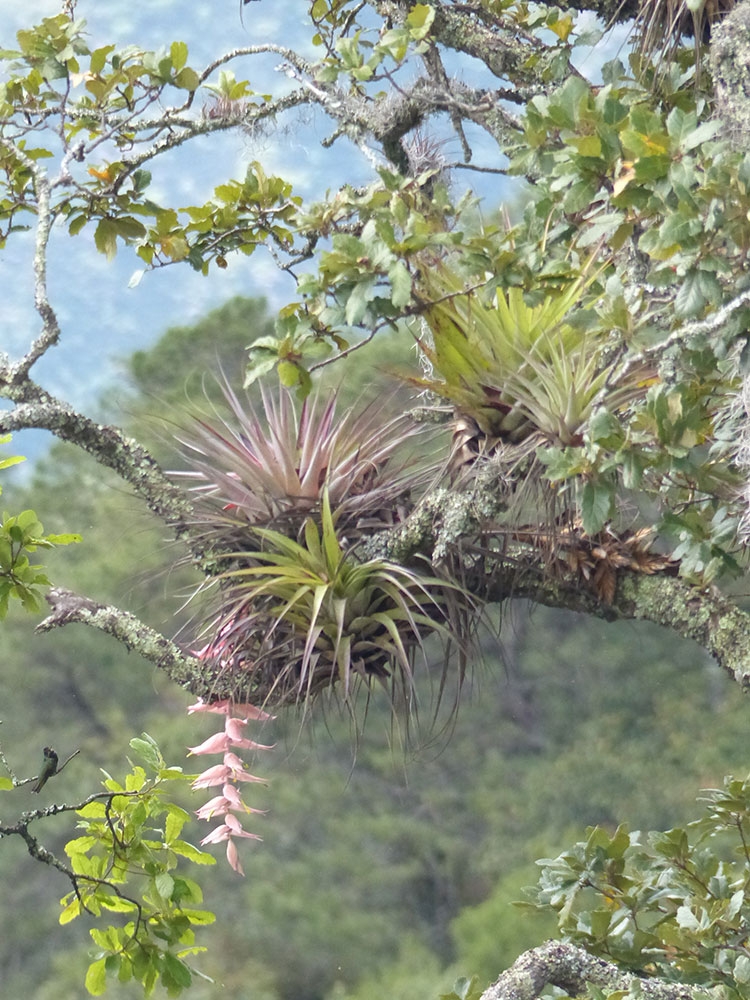 Tillandsia sp. growing on Quercus sp.