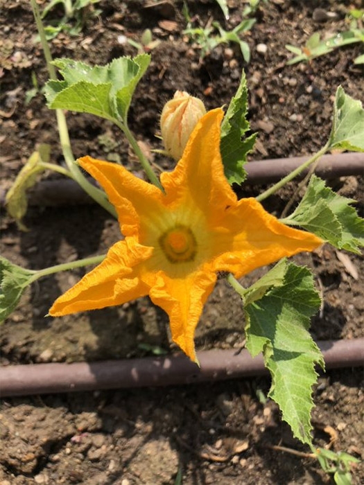 squash blossom