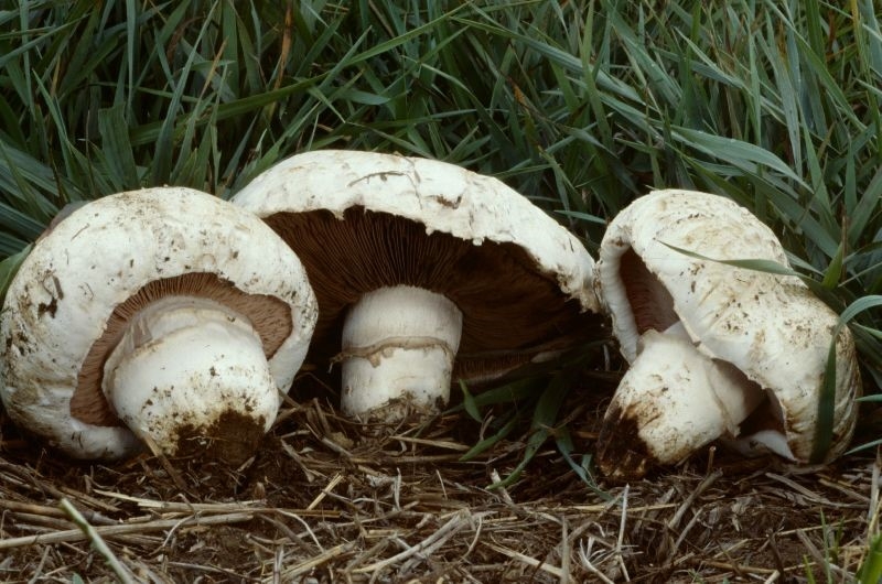 Agaricus bernardii