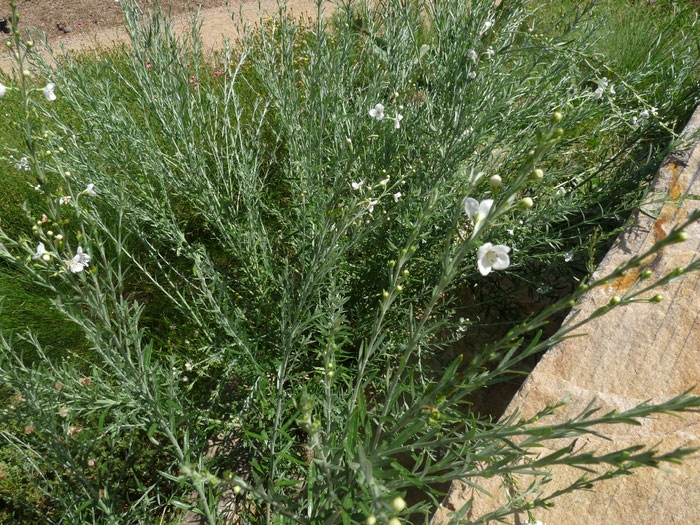 Gomphostigma virgatum