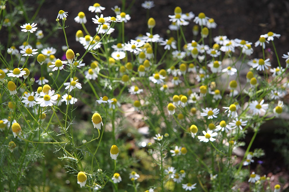 Matricaria chamomilla