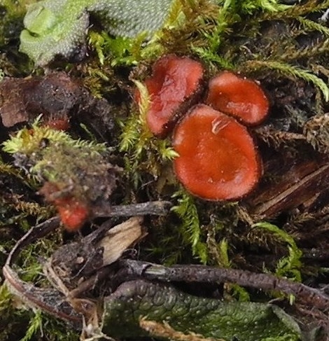 Scutellinia scutellata
