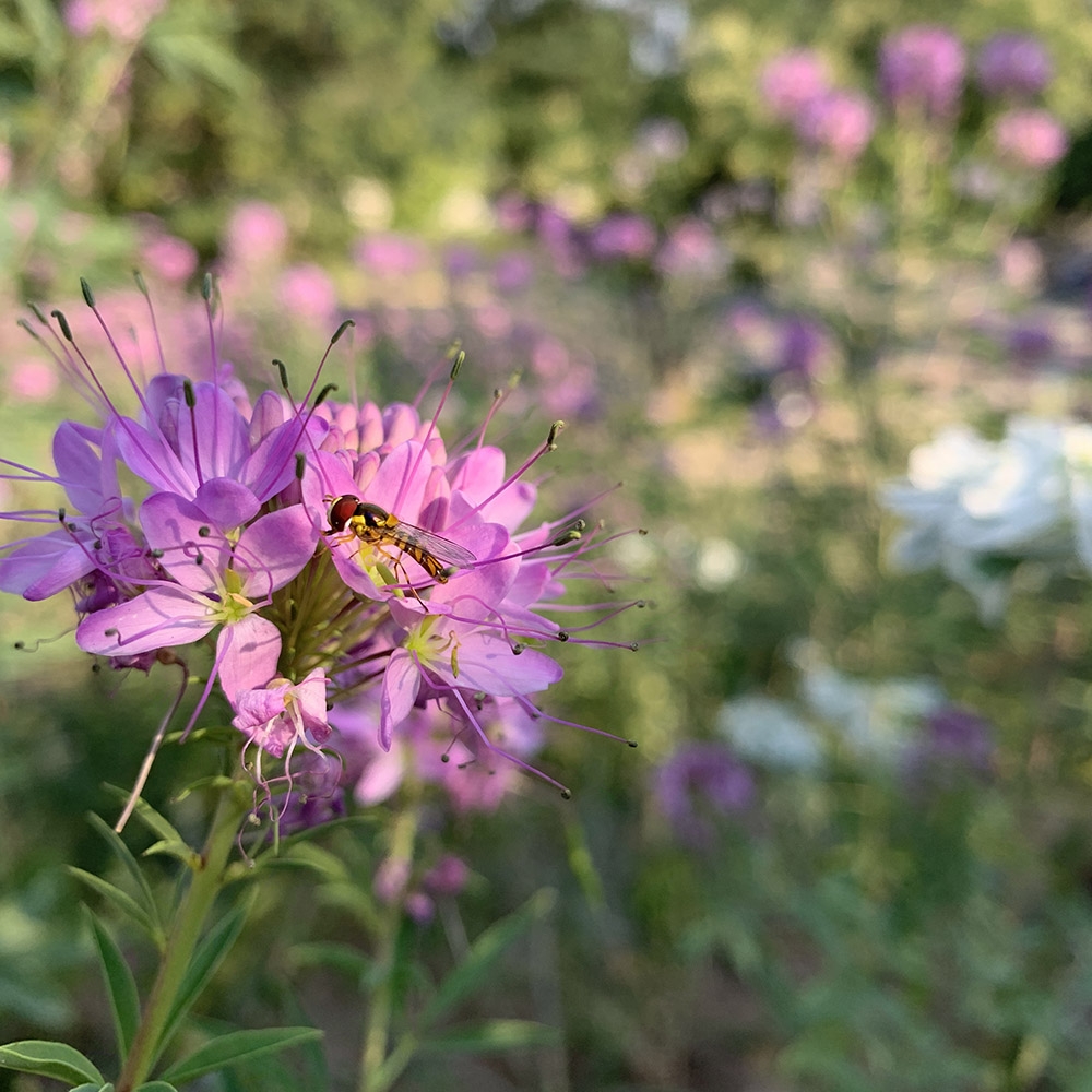 Hoverfly on Cleome serrulata 