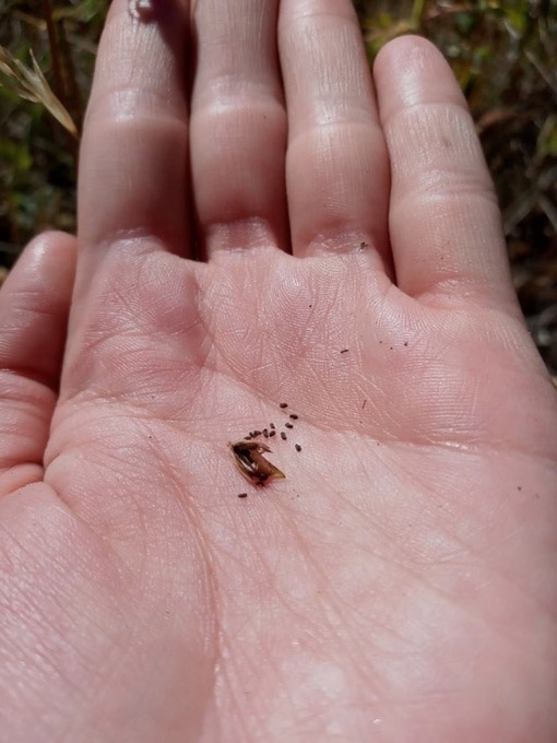 Orthocarpus luteus seeds