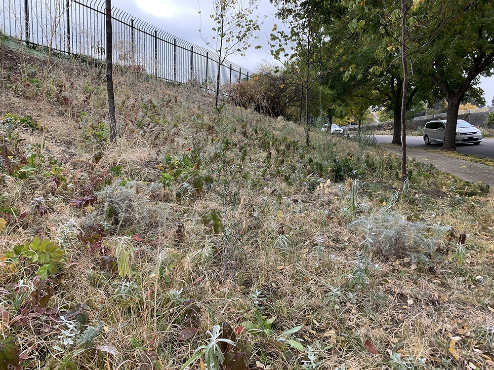 grasses and perennials