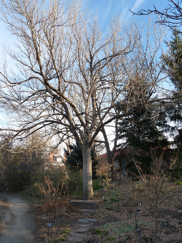 Fraxinus pennsylvania