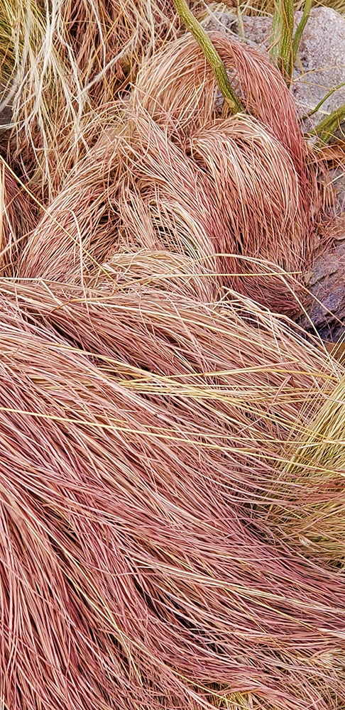 African red oat grass (Themeda triandra)