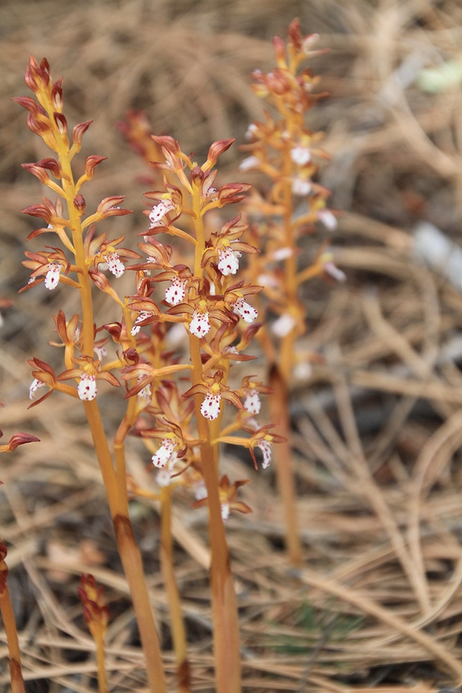 Corallorhiza maculata
