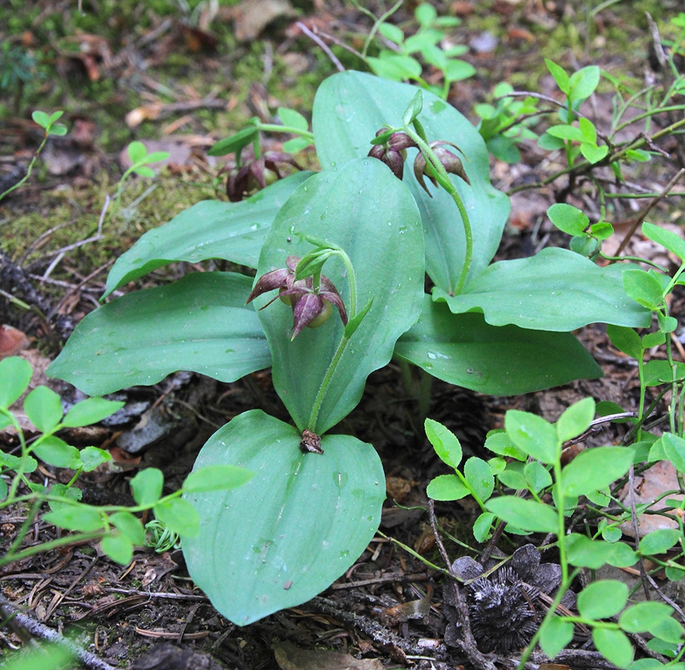 Cypripedium fasciculatum
