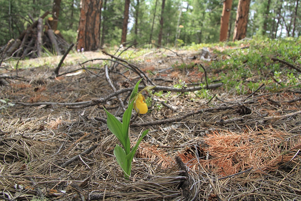 Cypripedium parviflorum pubescens