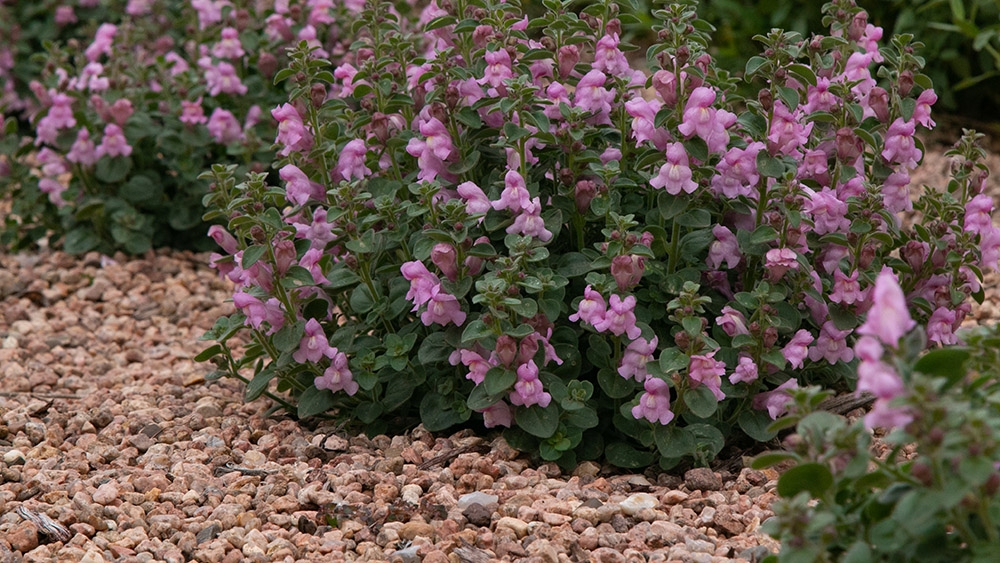 Drews Folly Antirrhinum sempervirens 