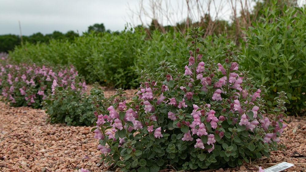Drews Folly close-up