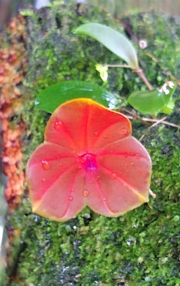 Lepanthes telipogoniflora miniature orchid