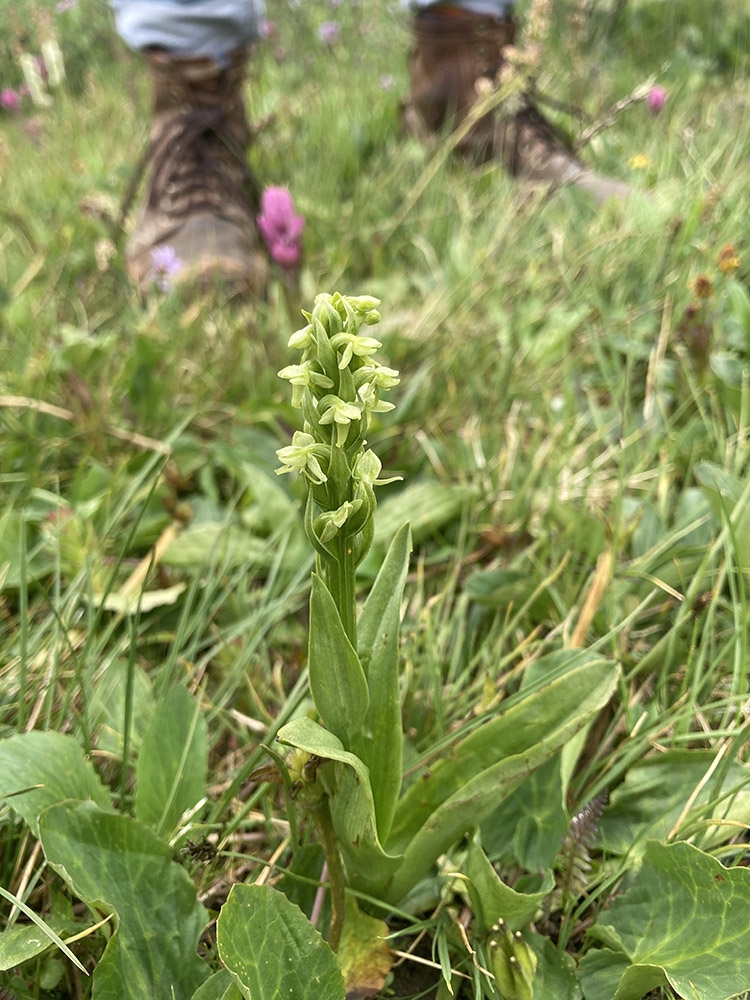 Platanthera huronensis