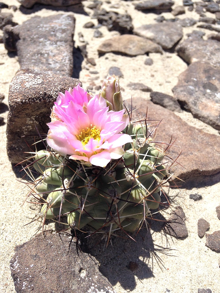 Sclerocactus glaucus