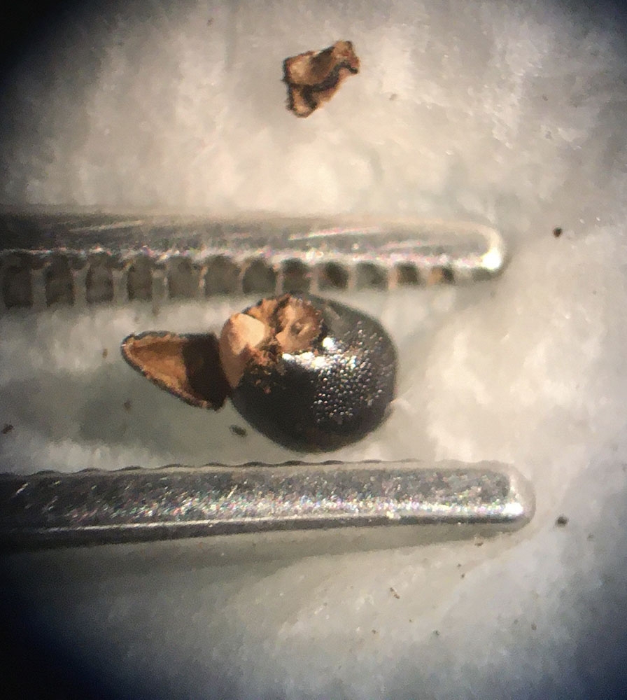 Sclerocactus wetlandicus seed