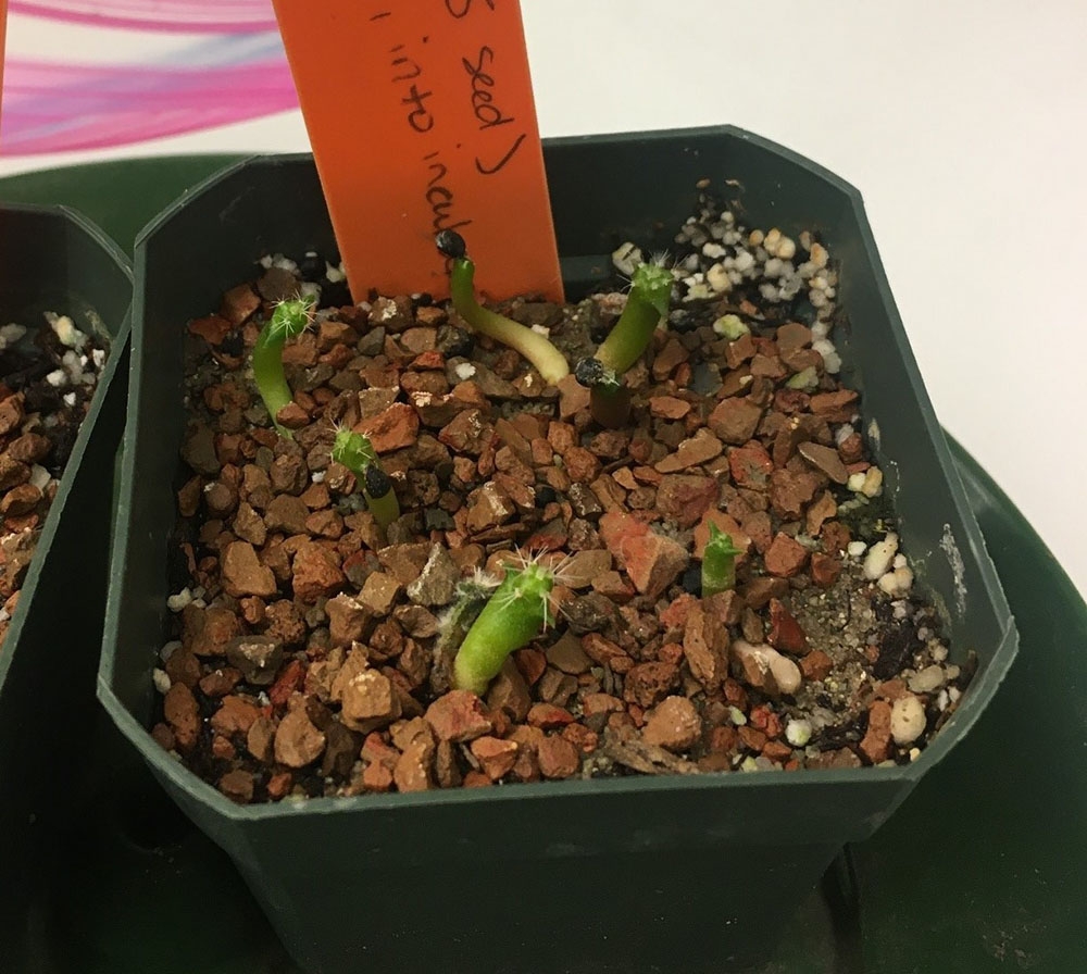 seedlings