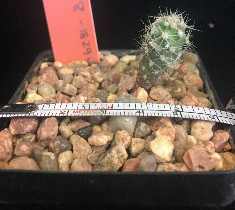 Uinta Basin hookless cactus