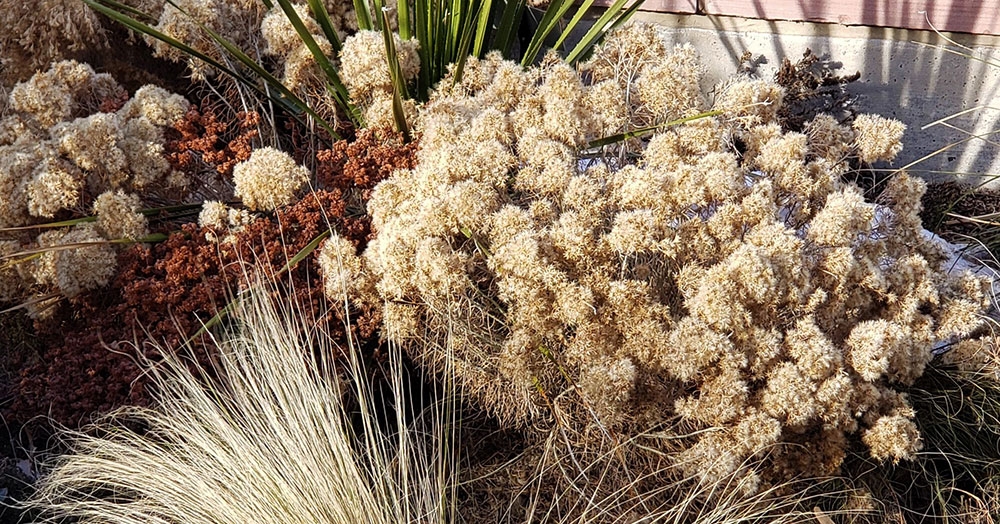 Baby Blue rabbitbrush (Ericameria nauseosa ssp. Nauseosa baby blue form)