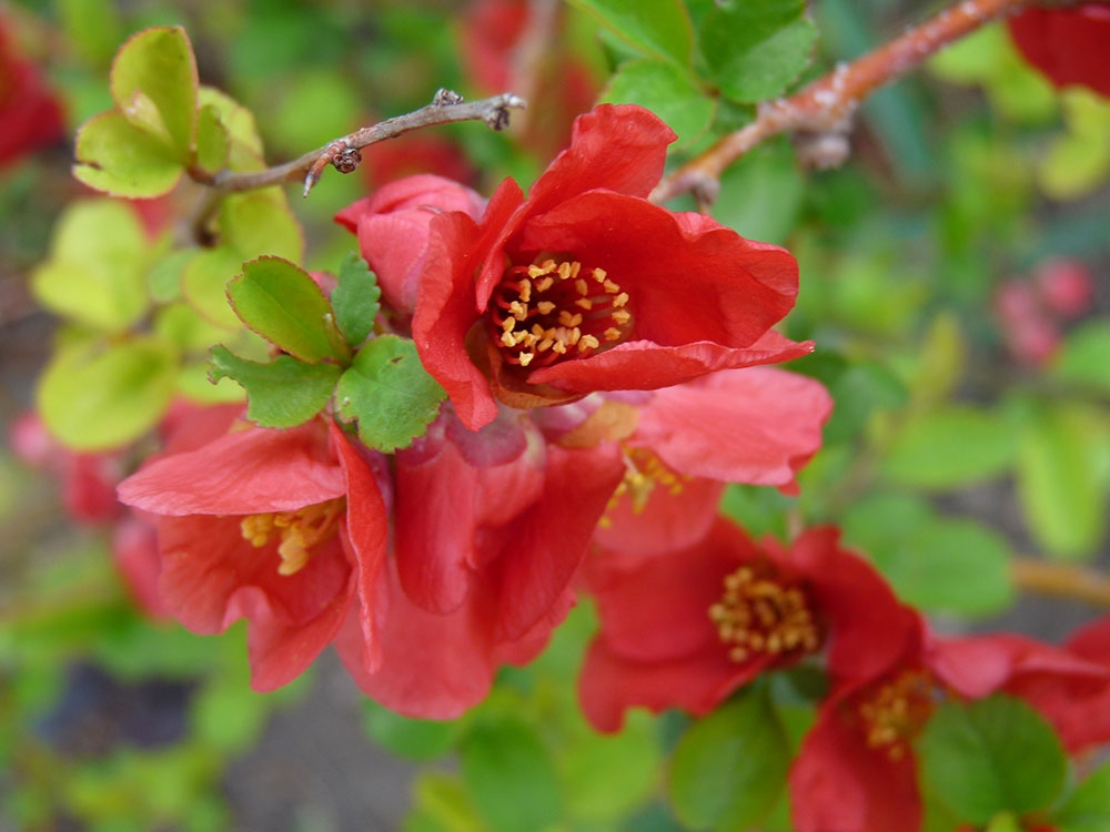 Chaenomeles japonica