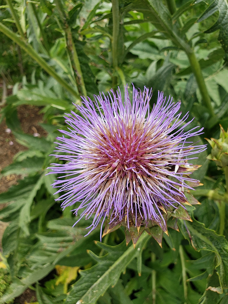 Gardening Help gallery 1