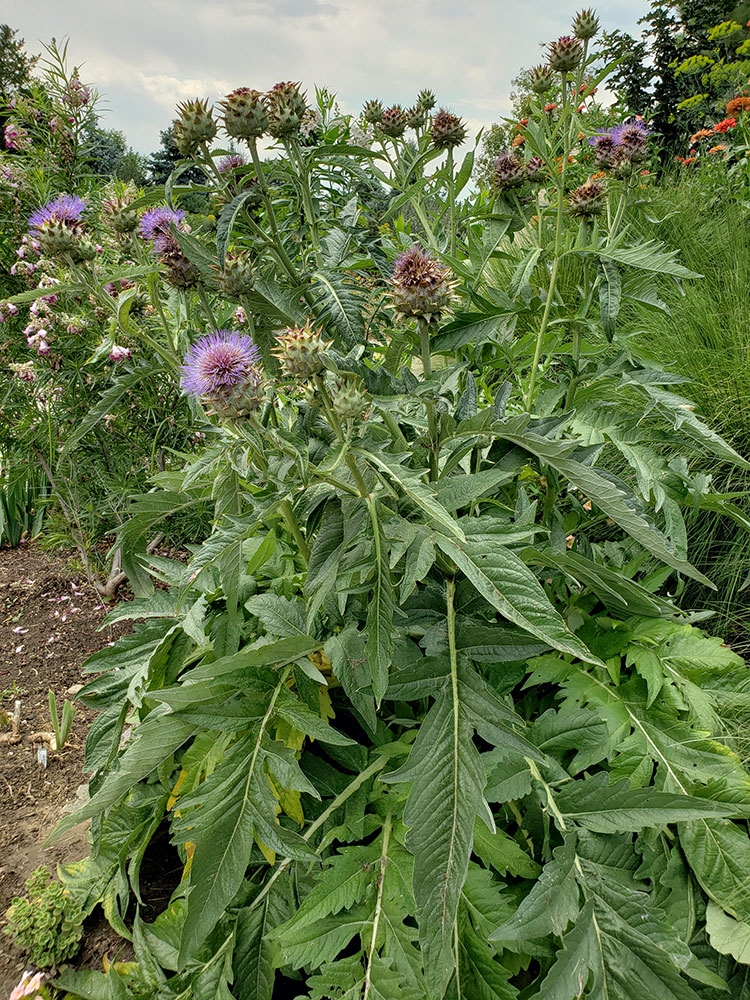 Gardening Help gallery 2