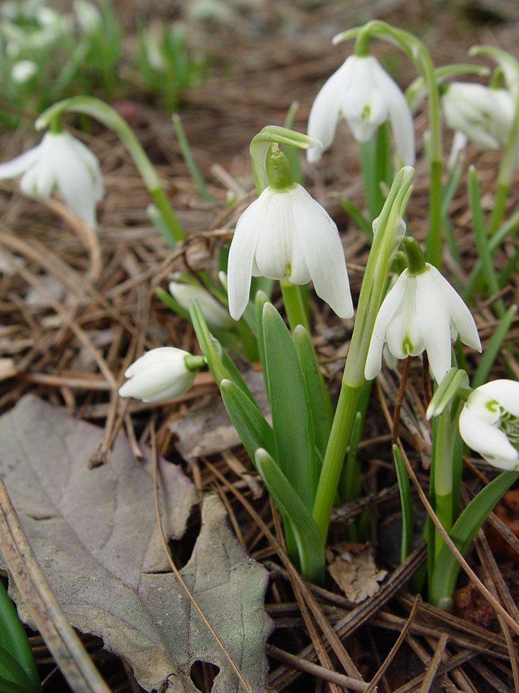 Galanthus nivalis ‘Flore Pleno’