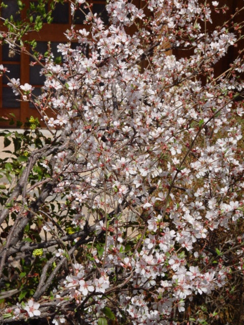 Prunus tomentosa