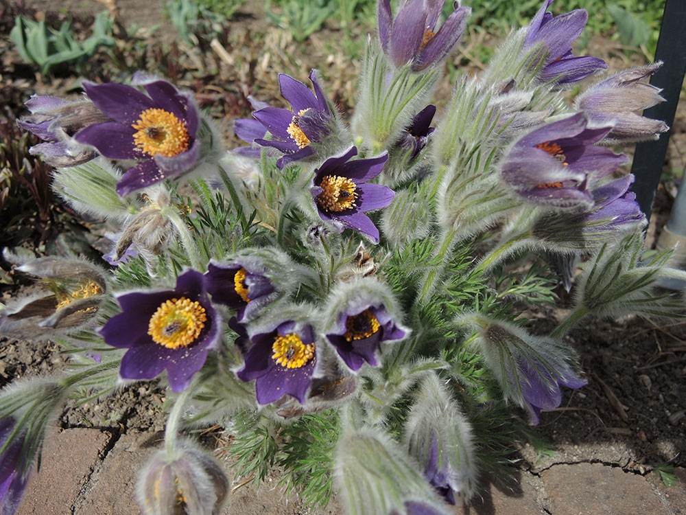 Pulsatilla vulgaris