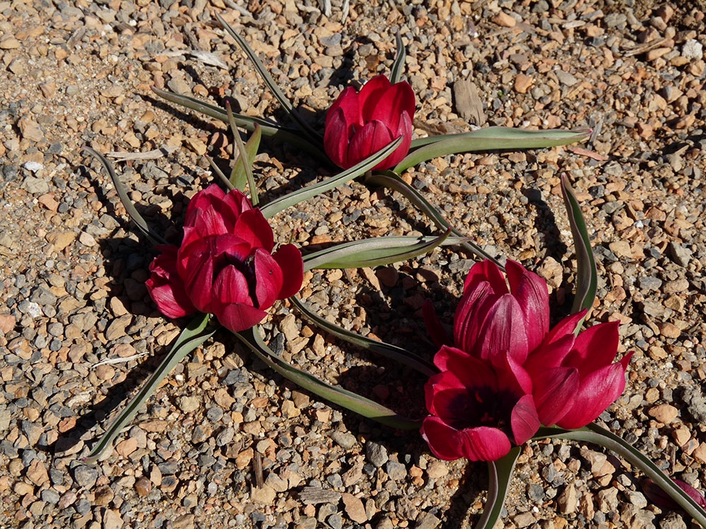 Tulipa humilis ‘Lilliput’