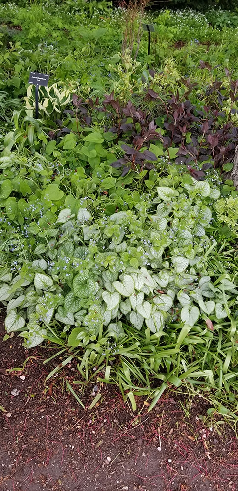Brunnera macrophylla 'Jack Frost'