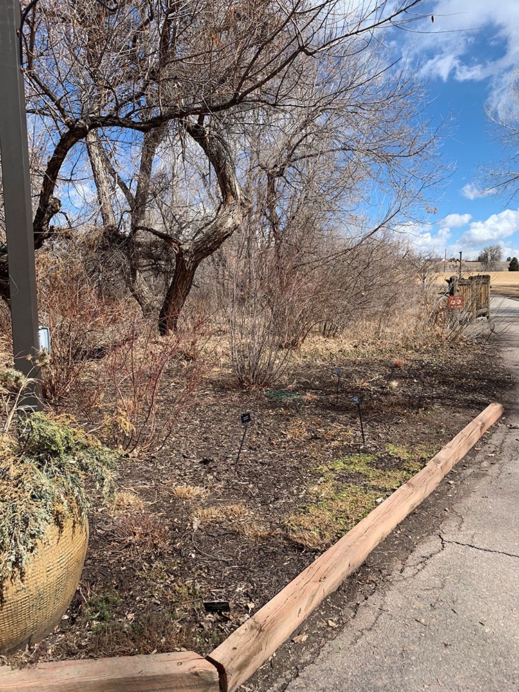 Chatfield garden after