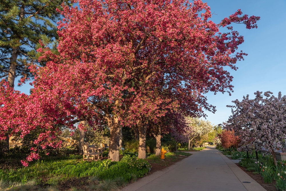 Crabapple trees in Shady Lane