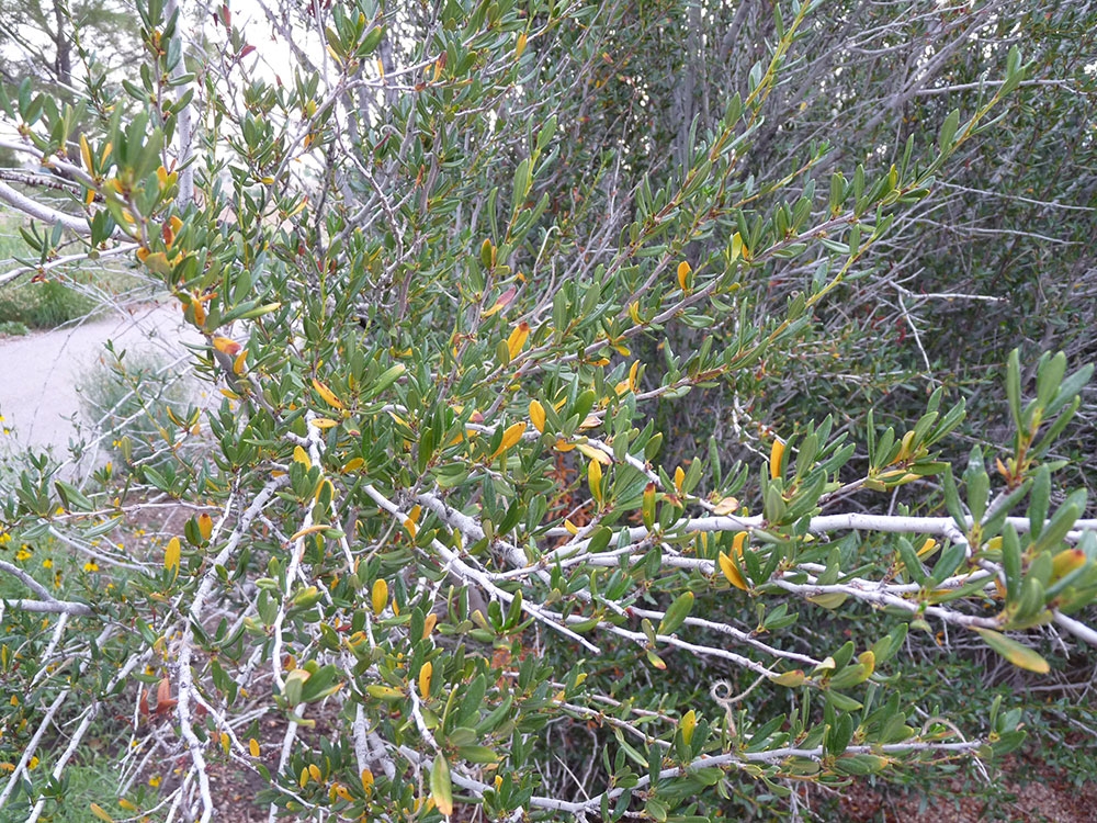 Cercocarpus ledifolius (curl-leaf mountain mahogany)