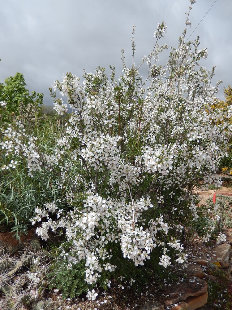 Fendlera rupicola (cliff fendlerbush)
