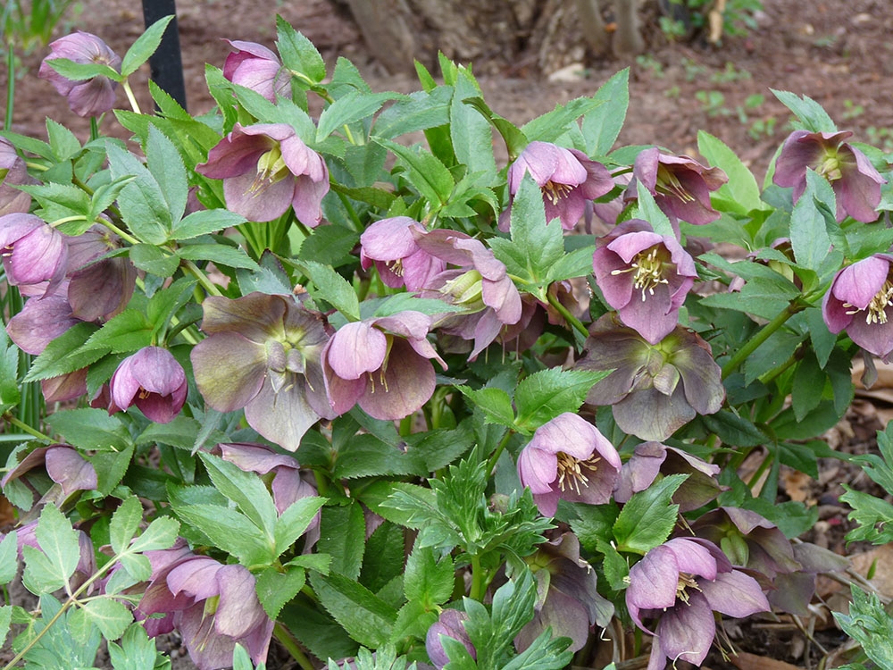 Lenten rose