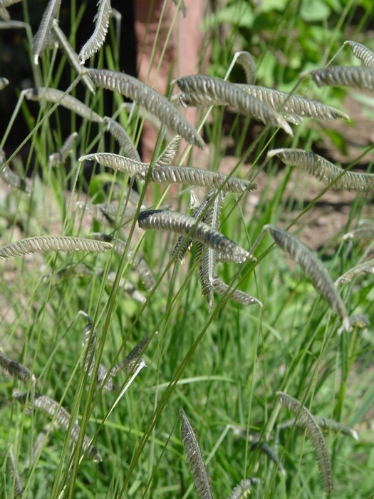 Harpochloa falx