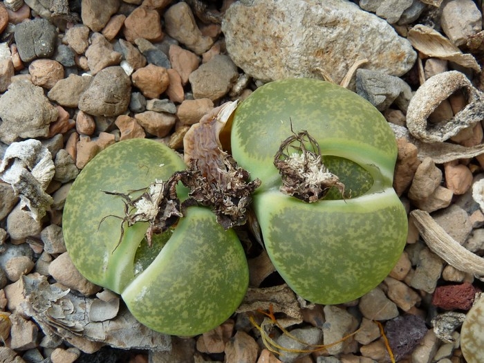 Lithops aucampiae 